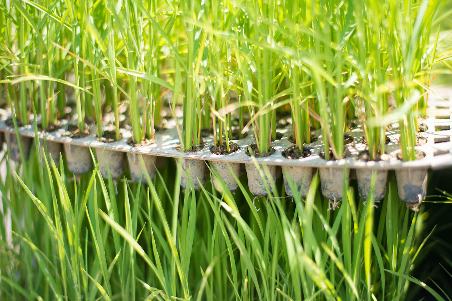 AKANESASU Sparkling Dry